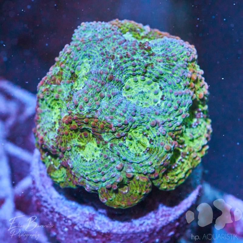 Acanthastrea echinata grün